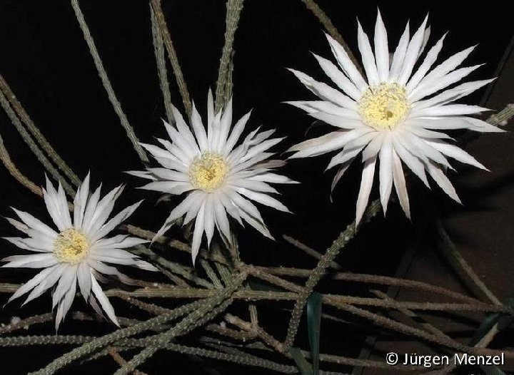 Peniocereus diguetii ©JM